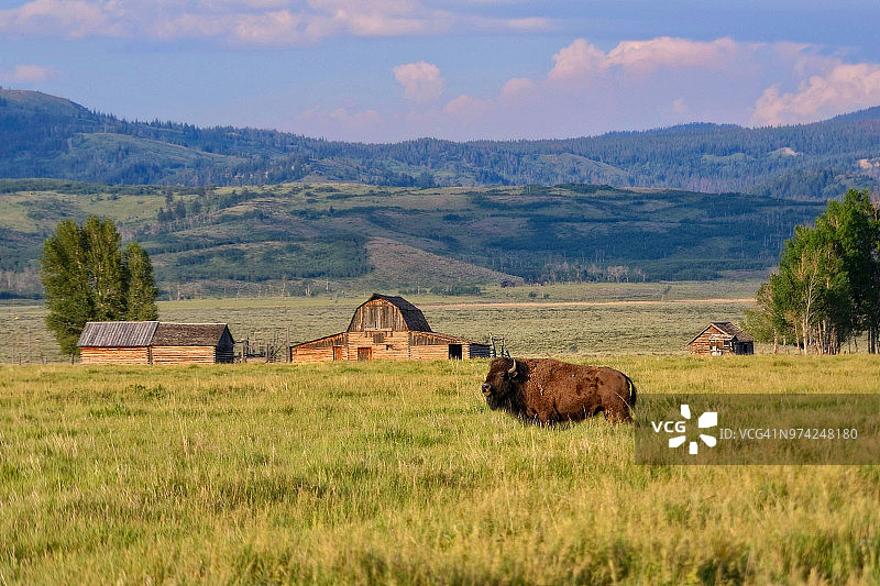 一只美洲野牛在田野里吃草，背景是约翰·莫尔顿的宅地。图片素材
