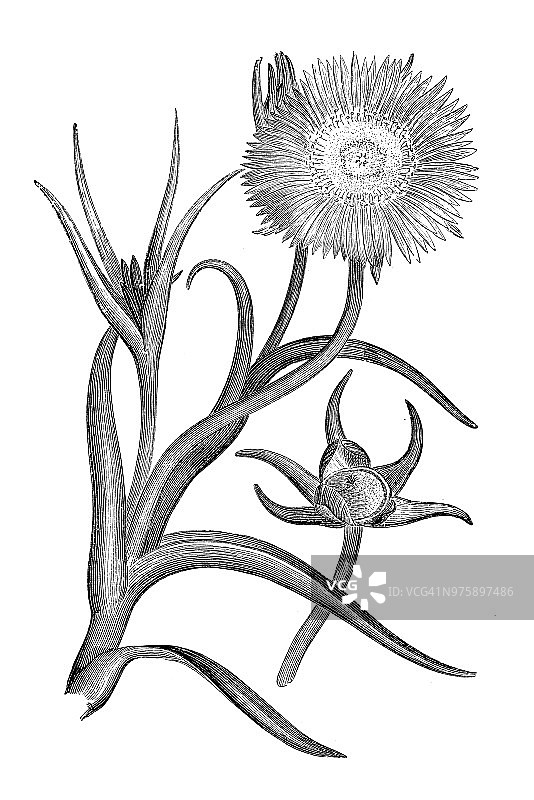 植物学植物仿古雕刻插图:中胚草图片素材