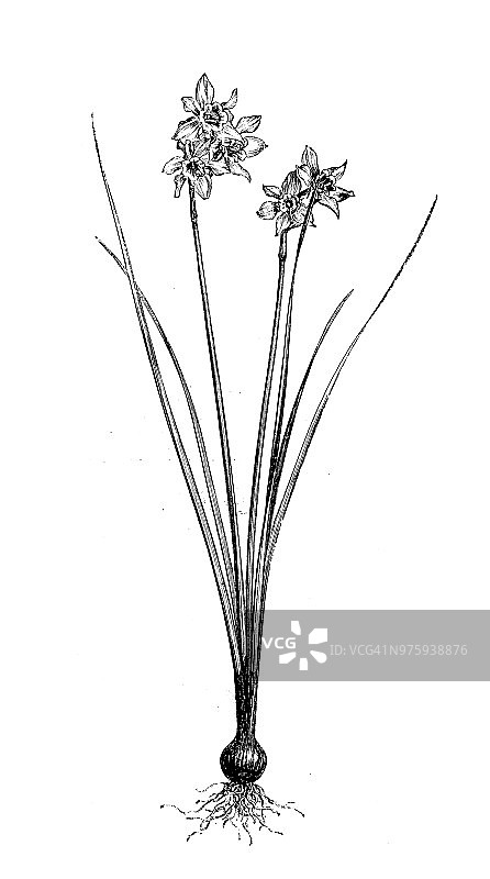 植物学植物古版画插图:水仙花图片素材
