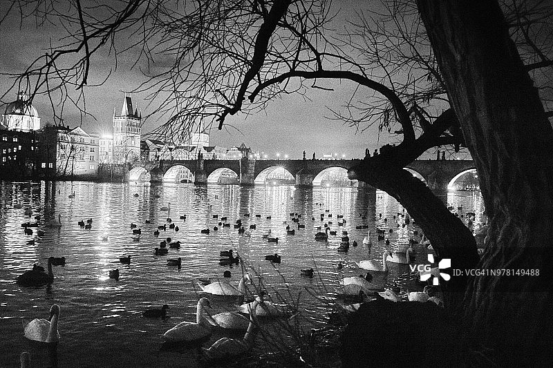布拉格查尔斯桥，伏尔塔瓦河上的天鹅和鸭子和夜晚树的剪影图片素材