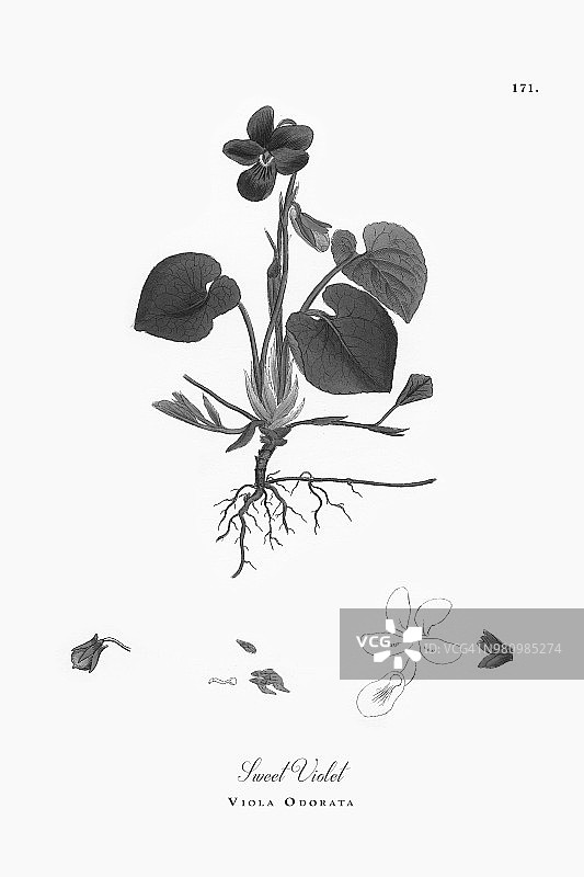 甜紫罗兰，奥多拉，维多利亚植物学插图，1863年图片素材