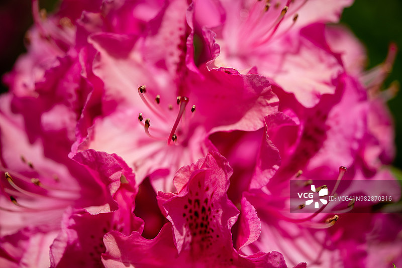 杜鹃花，粉红色图片素材