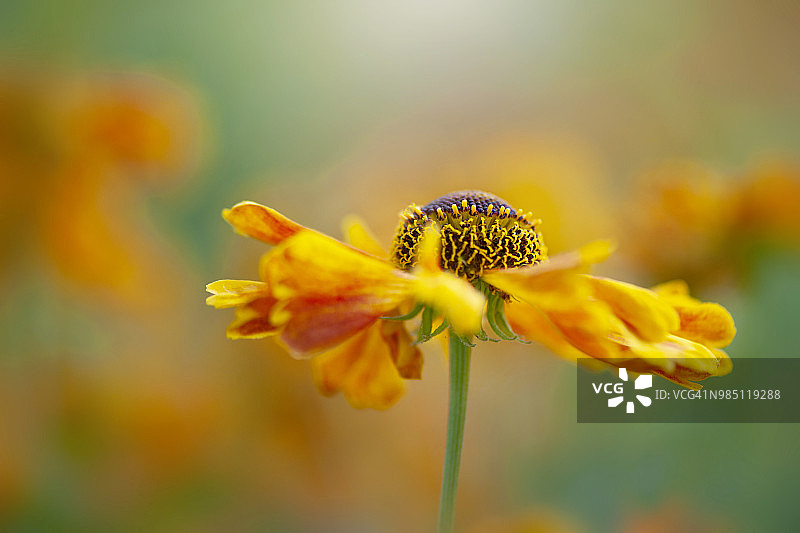 这是夏季盛开的橙色和黄色的氦气花，也被称为喷嚏草的特写照片，以柔和的背景拍摄图片素材