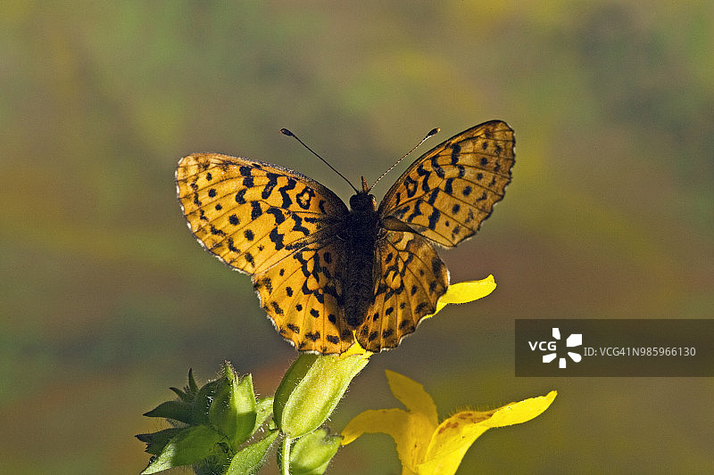 草地贝母蝴蝶的背视图图片素材
