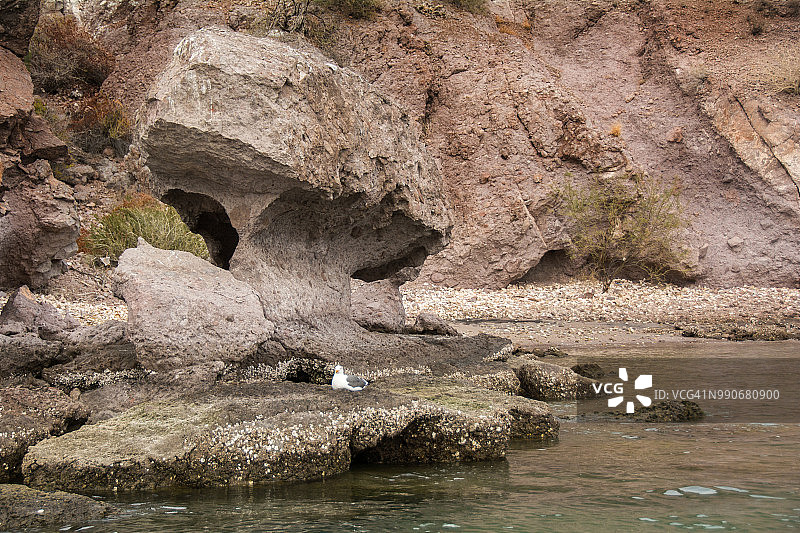 海鸥和奇形怪状的岩石图片素材