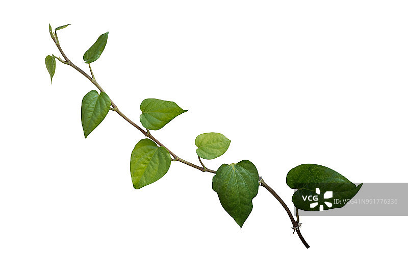 藤蔓植物攀缘孤立在白色背景与修剪路径包括。图片素材