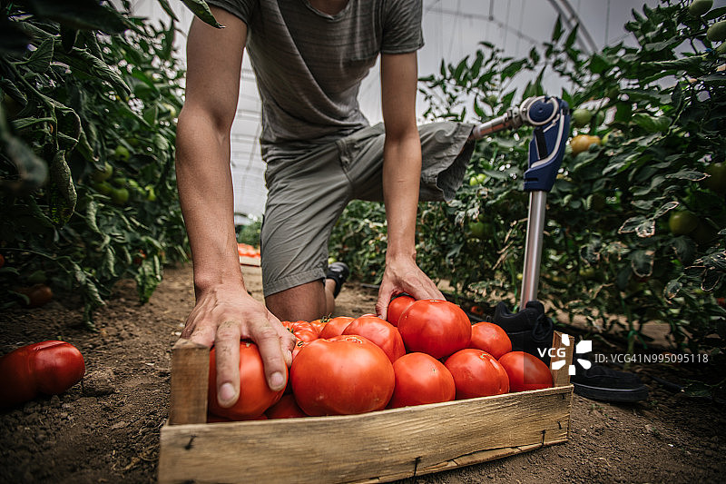 农民用义肢采摘西红柿图片素材