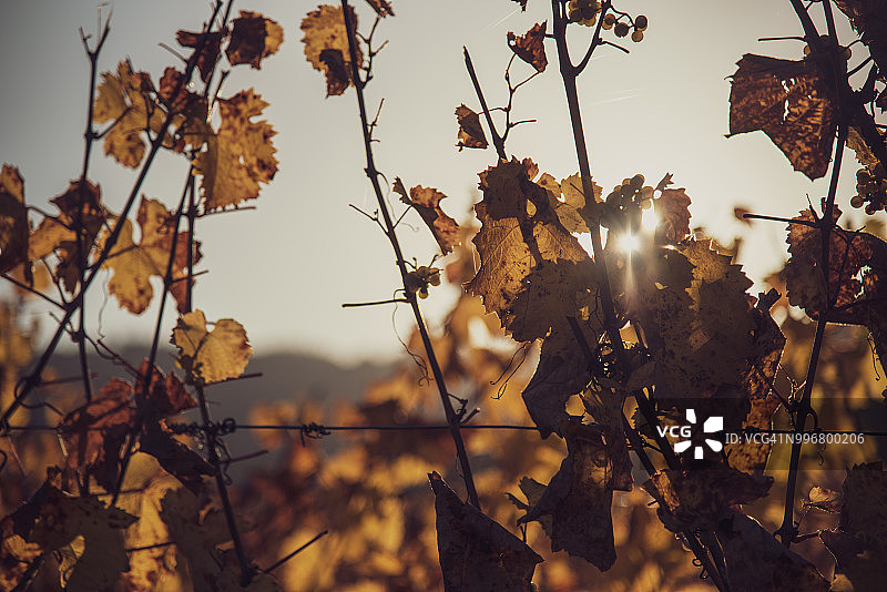法国，科尔马阿尔萨斯附近的葡萄园里，阳光穿透葡萄藤的叶子图片素材