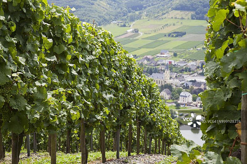 莱茵兰-普法尔茨，德国摩泽尔，洛尼斯基葡萄酒村和葡萄园图片素材