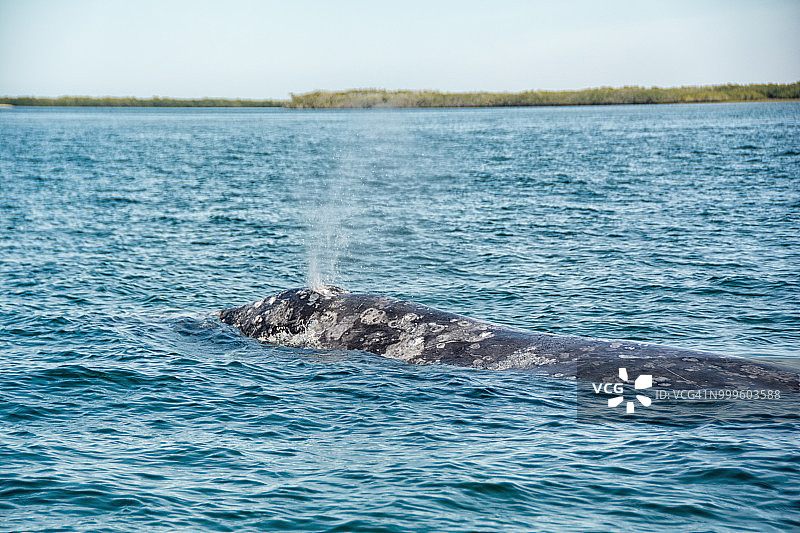 灰鲸在地平线上喷水图片素材