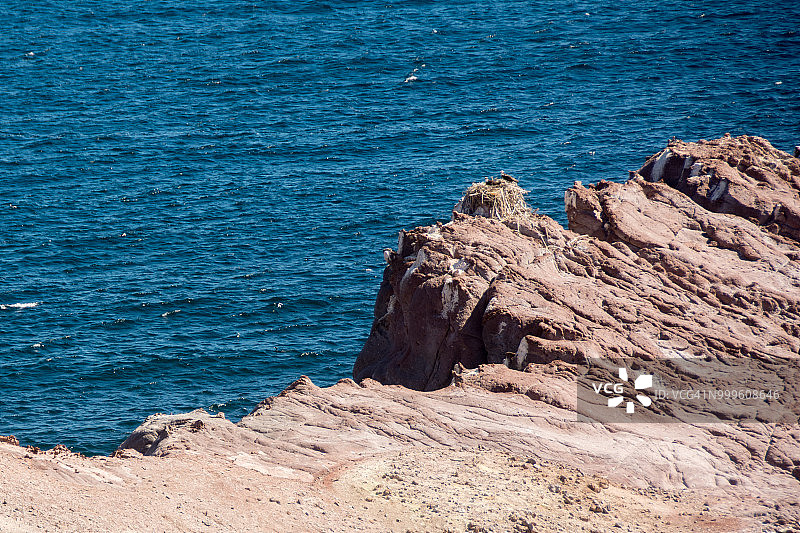悬崖边的鸟窝上的两只鱼鹰图片素材