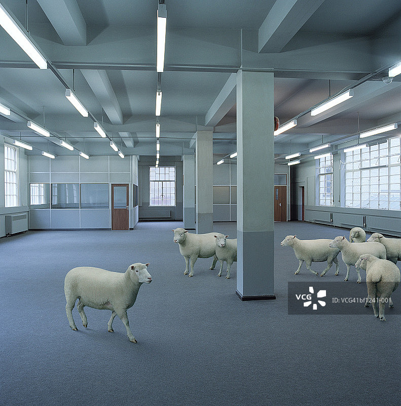 空办公室里的羊(数字合成)图片素材