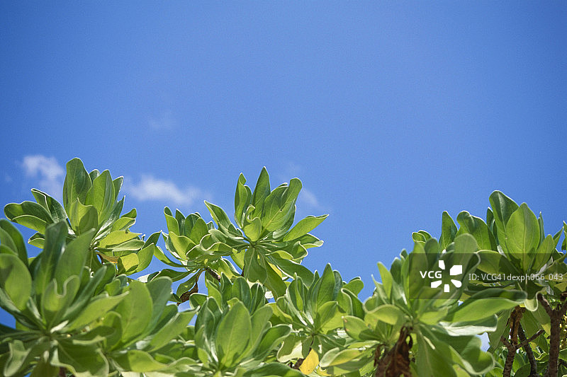 植物和树叶对着天空图片素材