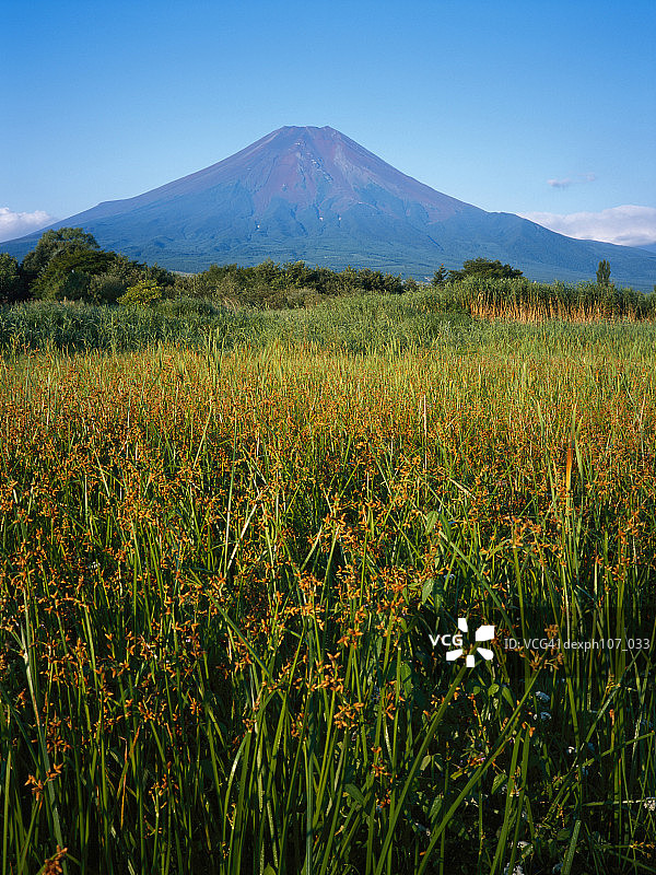 日本，富士山，前景是橘黄色的花图片素材