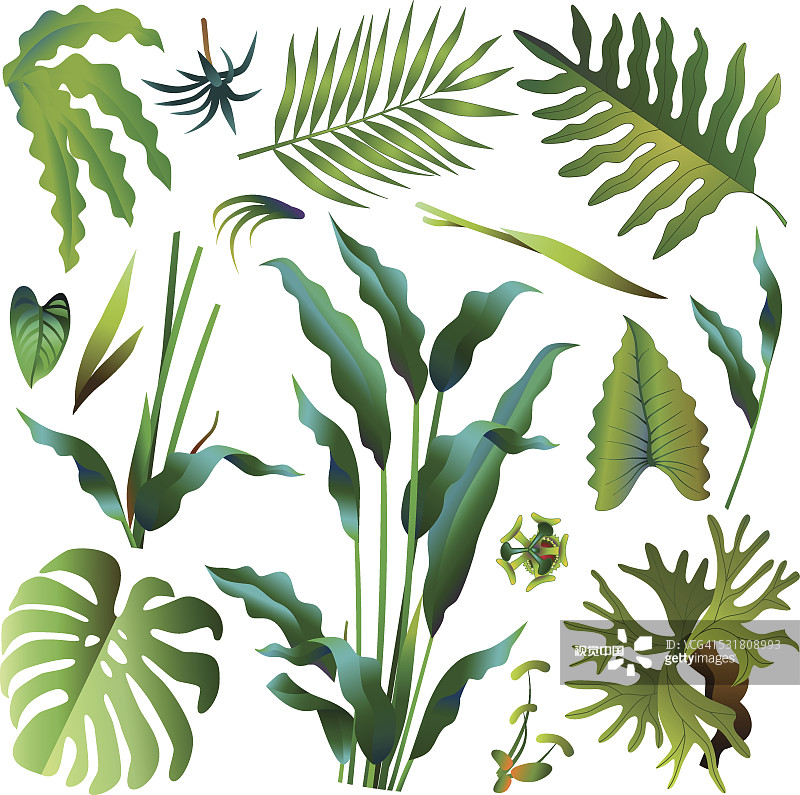 各种热带雨林的绿色叶子图片素材