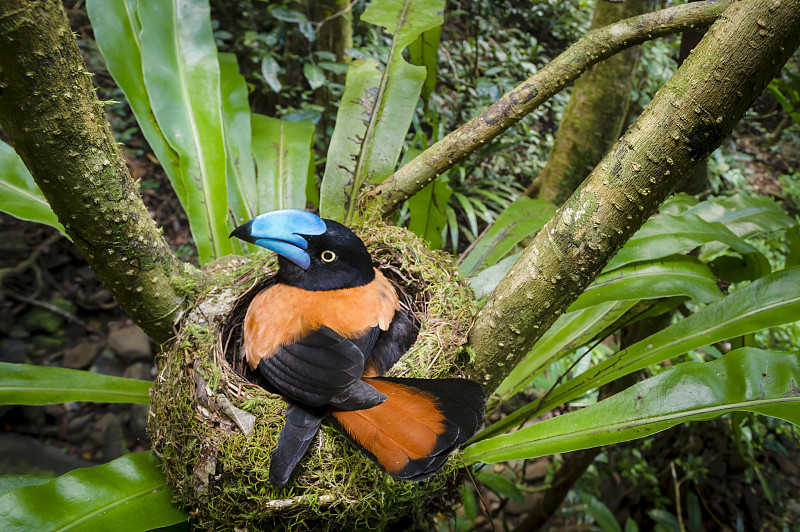 成年头盔Vanga (Euryceros prevostii)孵化一窝3个蛋。鸟巢建在马萨阿拉国家公园的岔口上，马达加斯加东北部。图片下载