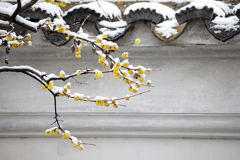 冬雪下的苏州园林 网师园腊梅花图片下载