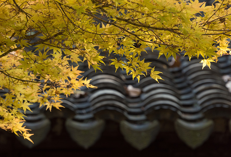 苏州留园黄色枫叶近景风光图片素材