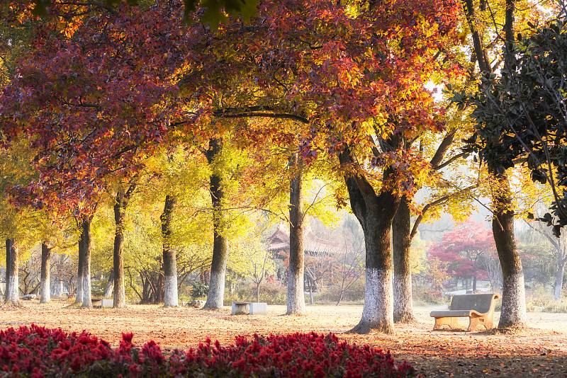 公园秋天树林图片下载