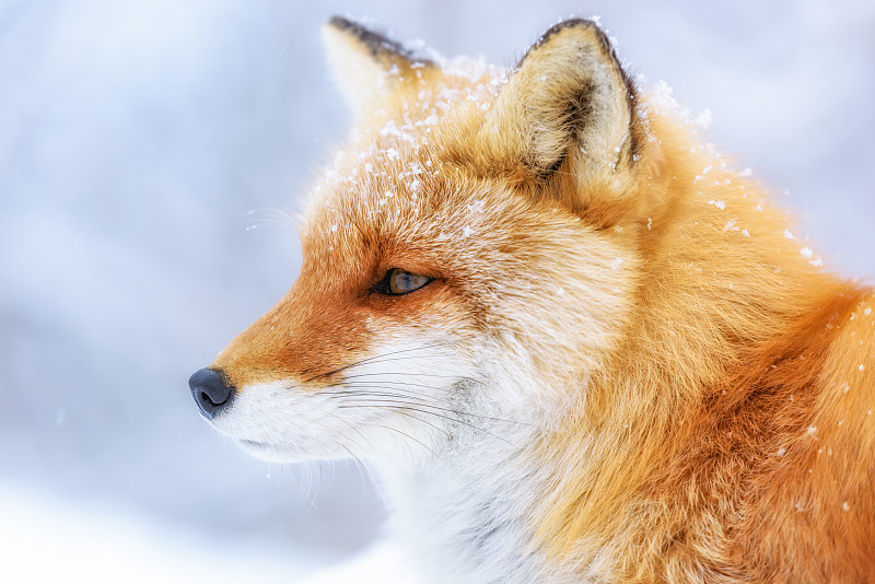 雪季里的狐狸图片下载