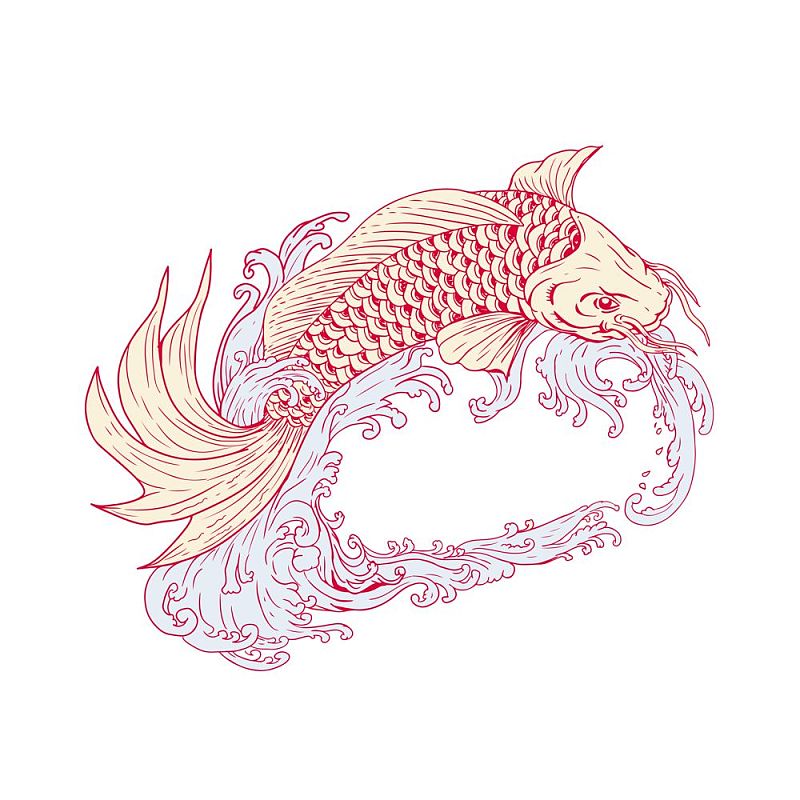 画素描风格的插图锦鲤或nishikigoi，鱼的颜色品种的黑龙江鲤鱼，跳过浪在孤立的背景。Nishikigoi Koi跳波绘图图片素材