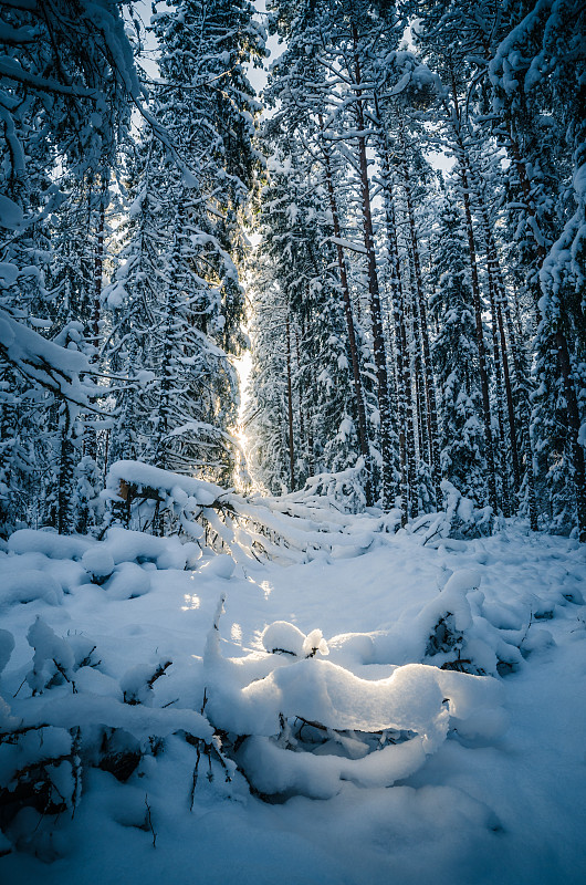冰雪覆盖的树木图片下载