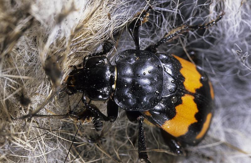 欧洲,威尔士波维斯,埋葬甲虫,在兔子尸体中掘洞图片