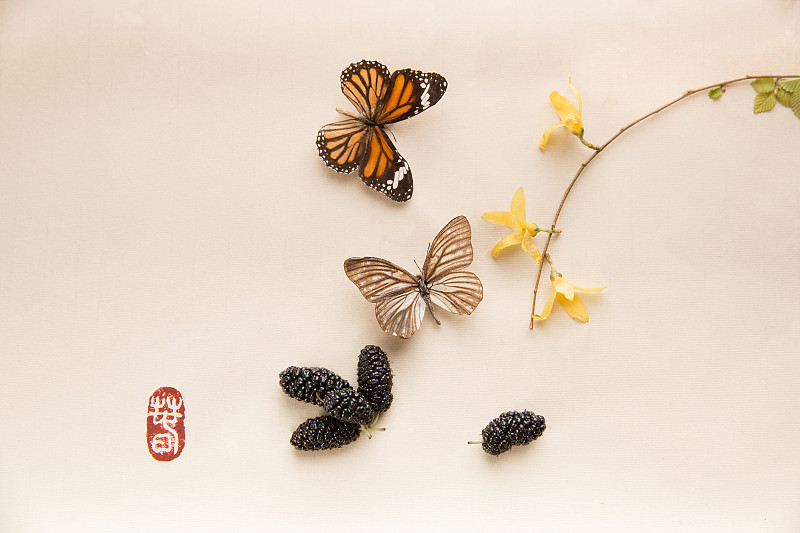 蝴蝶、桑椹和连翘图片素材