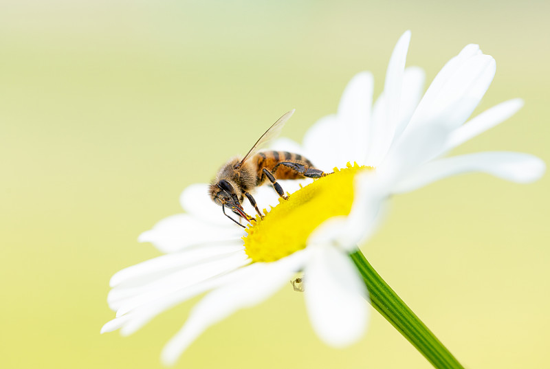 蜜蜂在毛茛属植物的图片下载