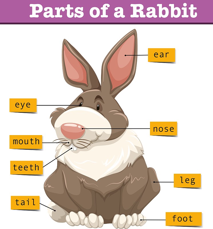 兔子身体结构介绍图图片
