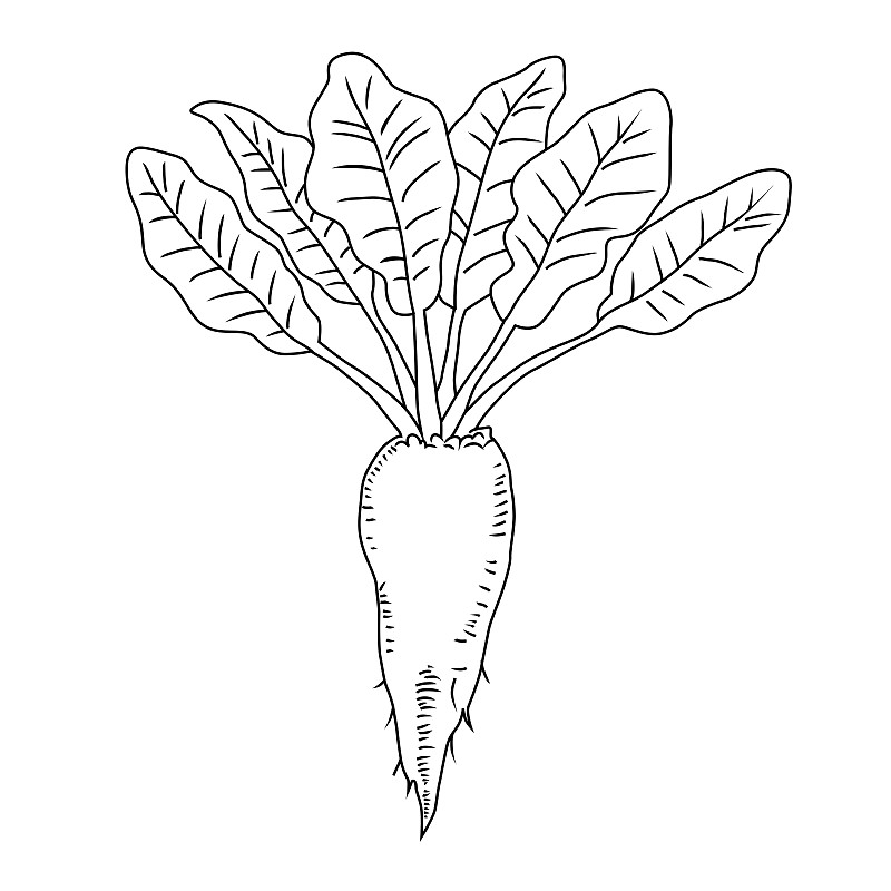 蔬菜根茎简笔画图片