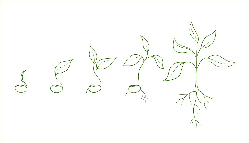 植物的变化过程简笔画图片