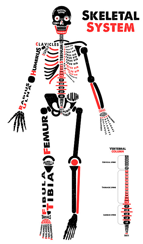 骨骼型排版海报图片