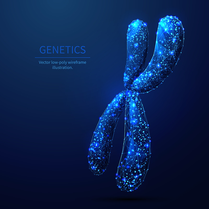 x染色体低聚线框图片素材