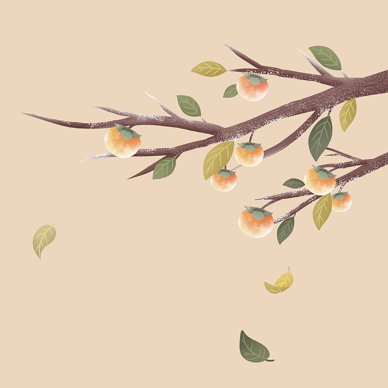 秋冬结霜的柿子树插画元素下载
