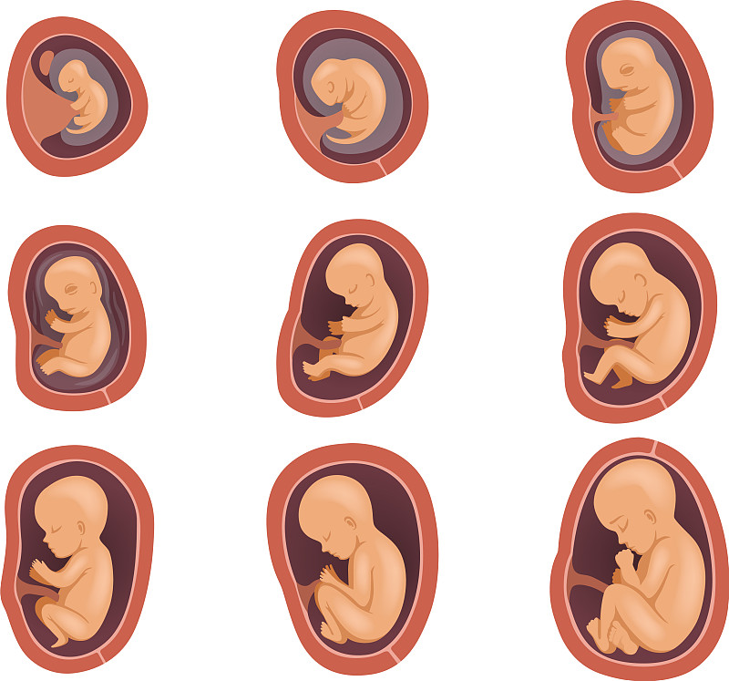 胎儿各个阶段发育图图片