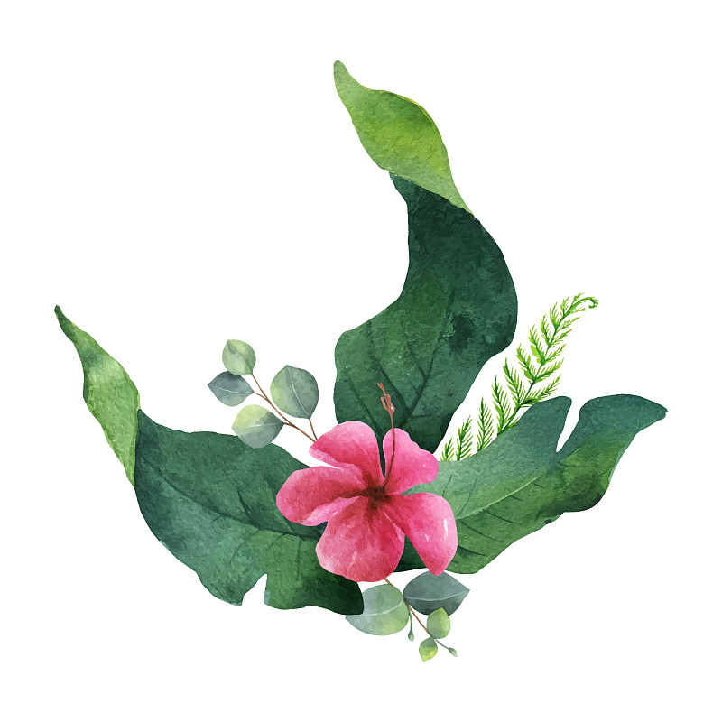 水彩花束热带树叶和图片下载