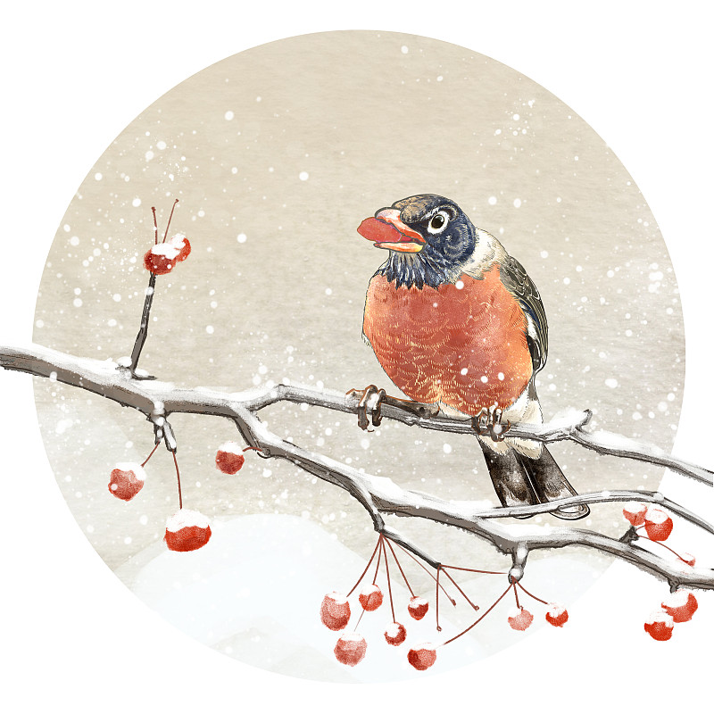 冬季下雪节气树枝果实鸟古典国画古风工笔插画下载
