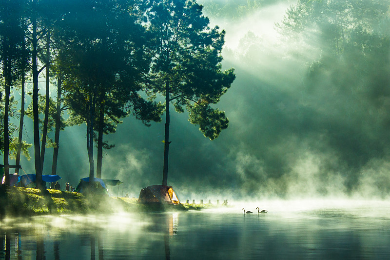 阳光在清晨的松树在湖中图片素材