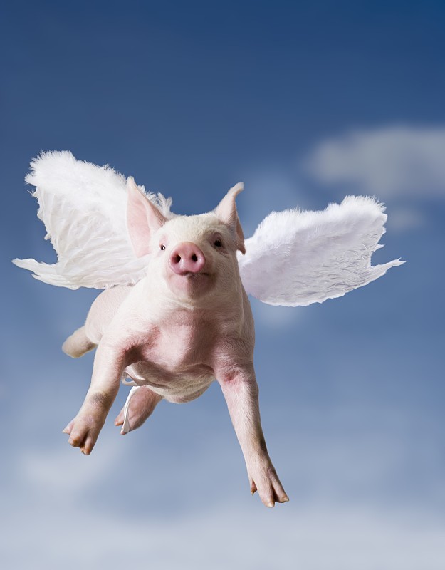 长着翅膀的小猪乘着蓝天飞翔图片下载