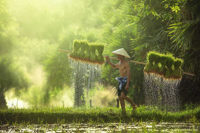 农民在雨季种植水稻。他们被水和泥土浸泡，准备种植。图片下载