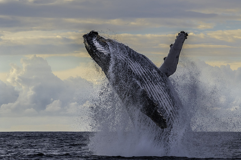 在每年冬季向北迁徙的鲸鱼中，大型座头鲸闯入南非东海岸。图片下载