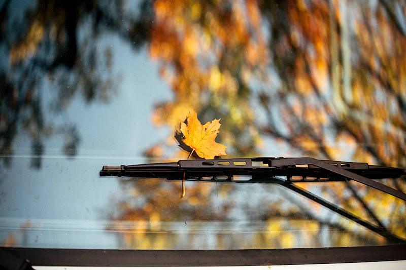 汽车挡风玻璃上的秋叶图片下载