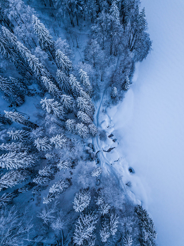 白雪覆盖的松树的高角度视图图片素材