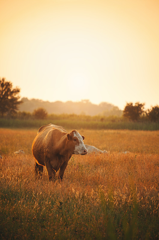 日落时草地上的奶牛图片素材