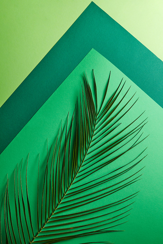 多色的绿色色调与棕榈叶在灰色的背景与宽敞的副本。作为布局的创造性构图。平躺图片素材