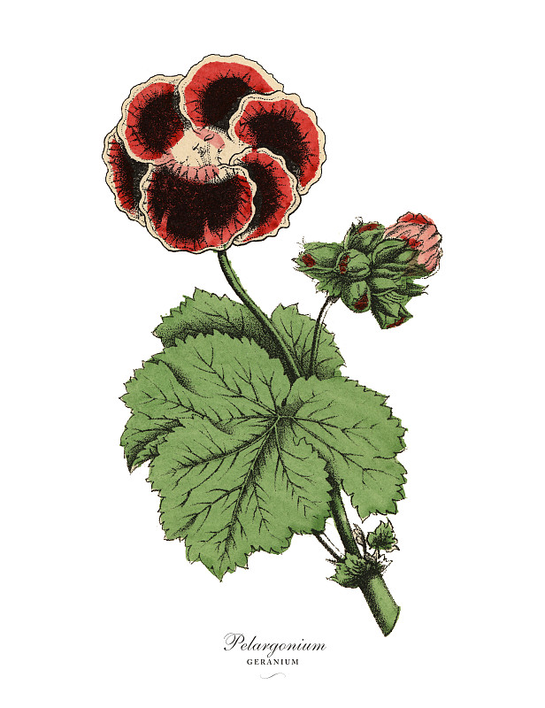 天竺葵和天竺葵植物，维多利亚植物学插图图片下载