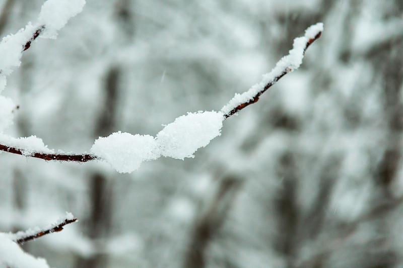 雪落在光秃秃的树上图片下载