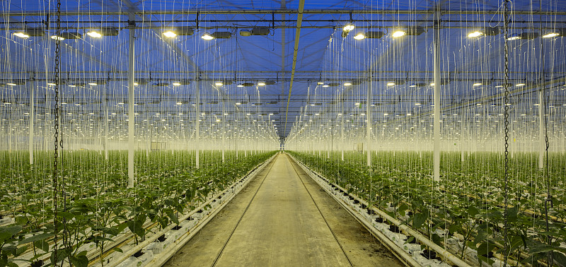 Growing bell peppers in modern dutch greenhouse, Zevenbergen, Noord-Brabant, Netherlands图片素材