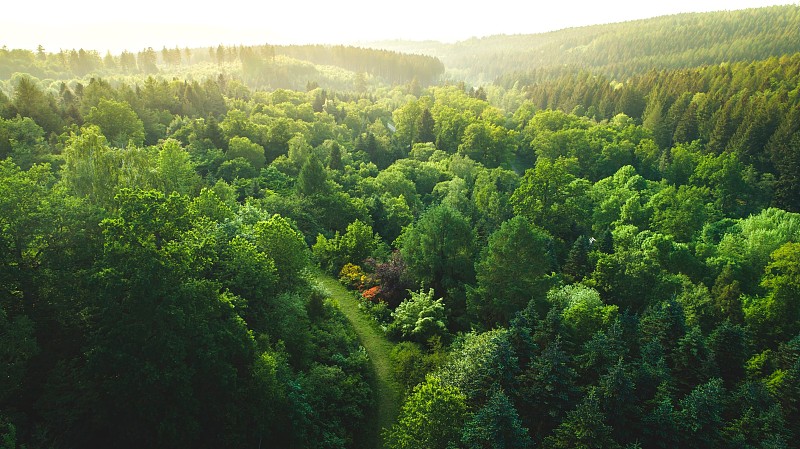 森林中树木的高角度视图图片素材